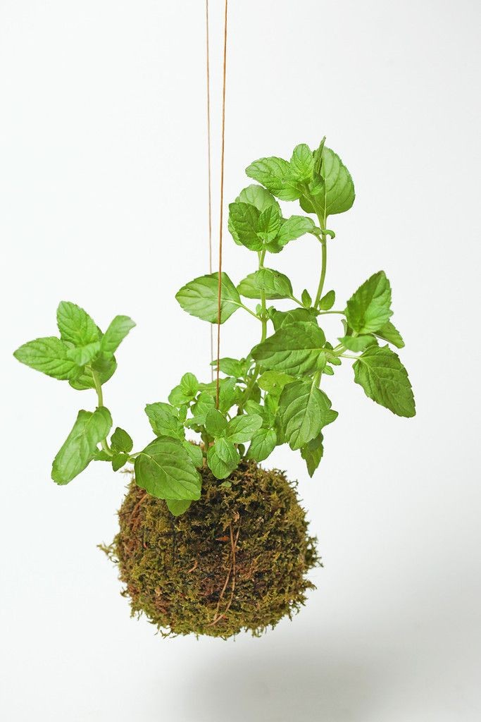 kokedama-herb-mint-gardenista