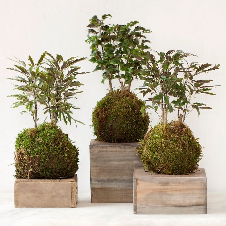 kokedama-aralia-ferns-gardenista