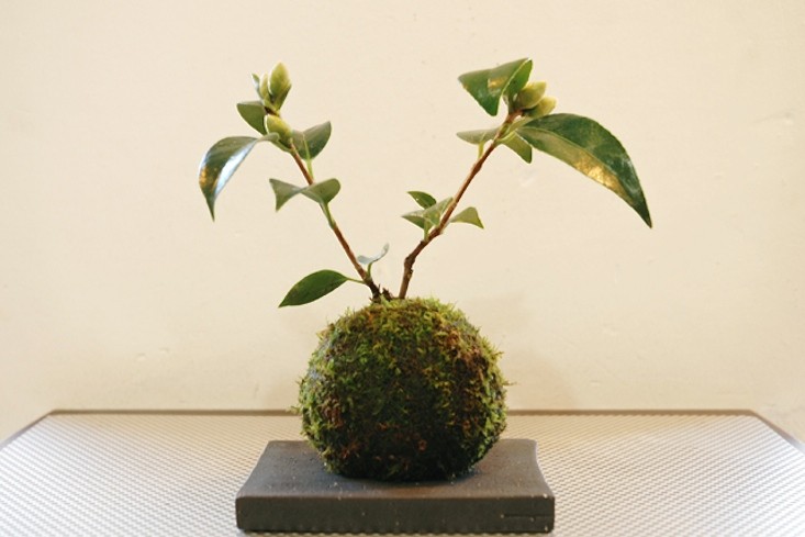 kokedama-camellia-gardenista