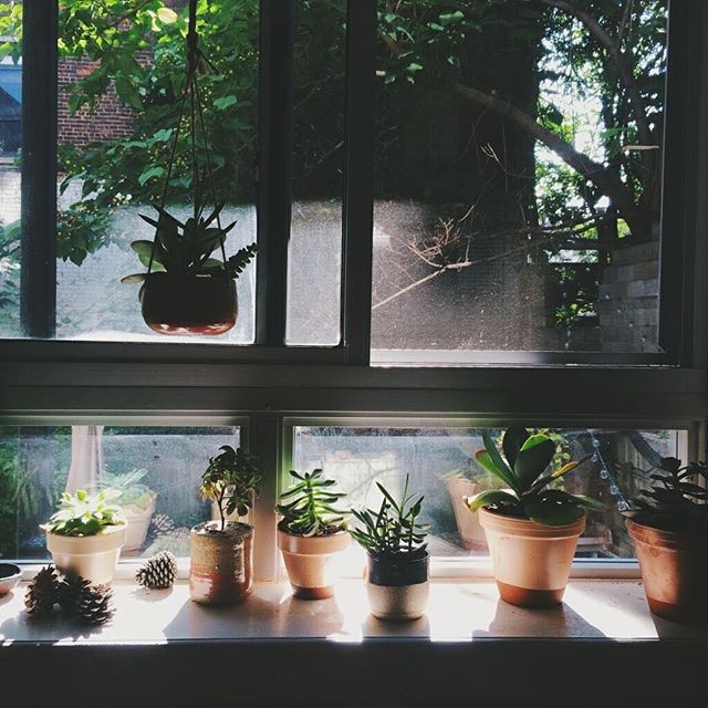 gardenista-indoors-wildthingsbotanical