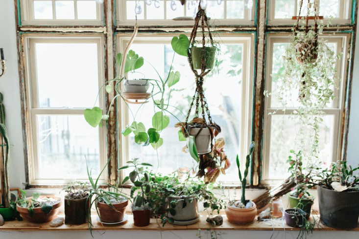 Houseplants-dining-room-Emily-Katz-Portland-oregon-gardenista