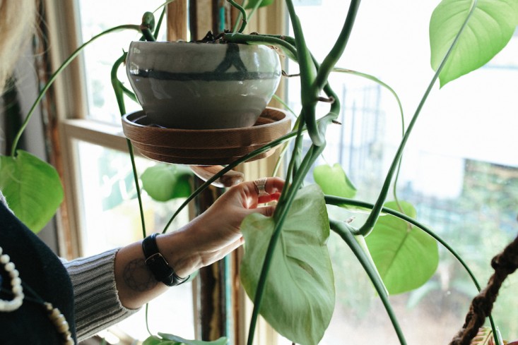 houseplants-hanging-planter-emily-katz-gardenista