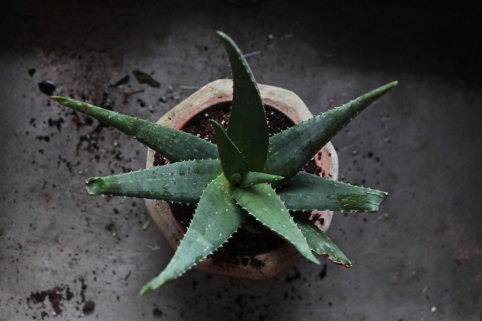 aloe vera plant