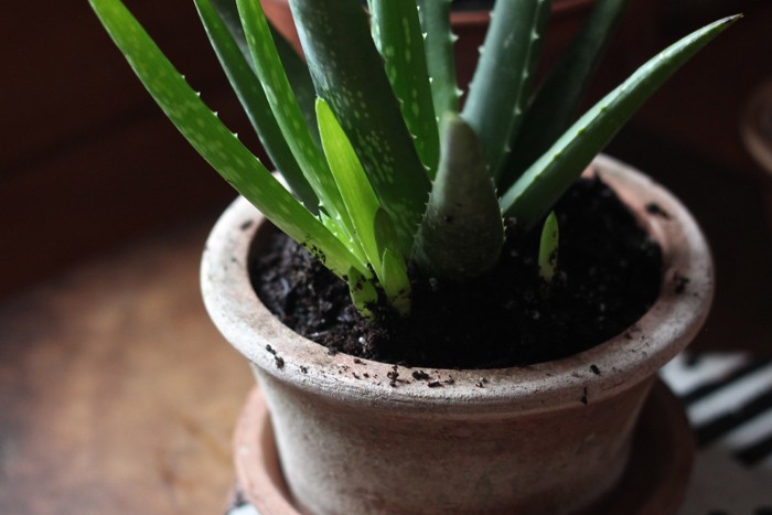 aloe offshoots