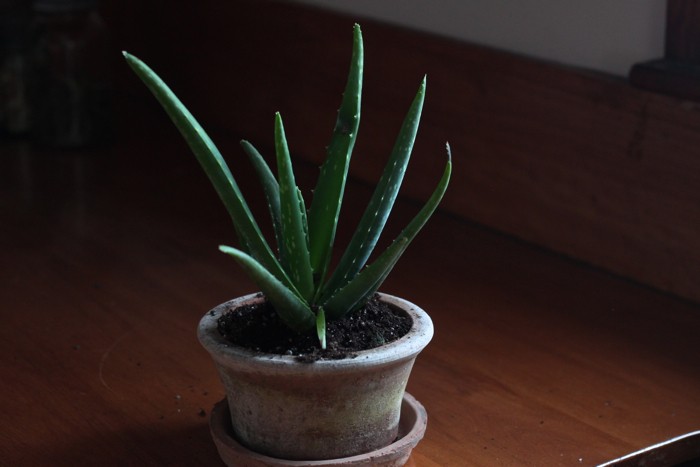 ALoe vera