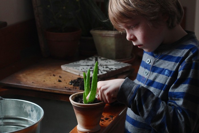 Olie plants an aloe