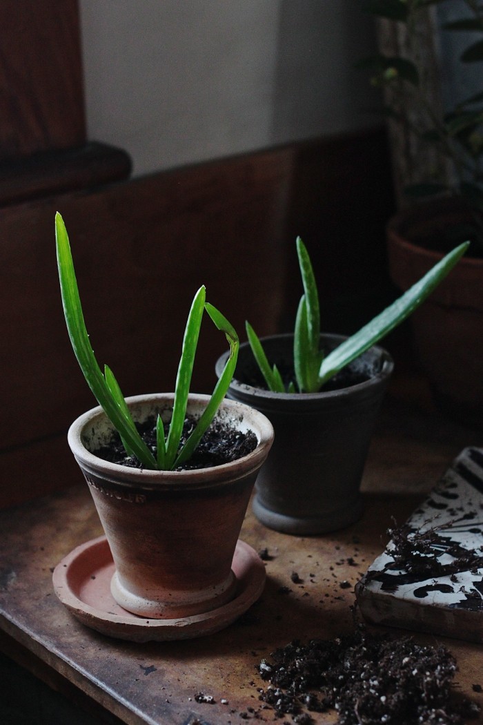 aloe vera offsets repotted