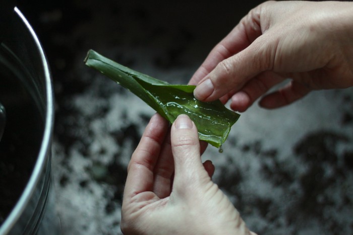 extracting aloe gel