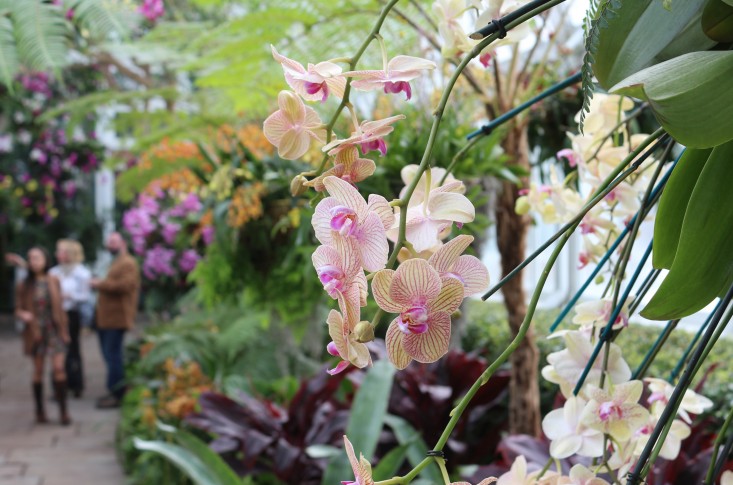 orchid-show-phalaenopsis-marie-viljoen-gardenista