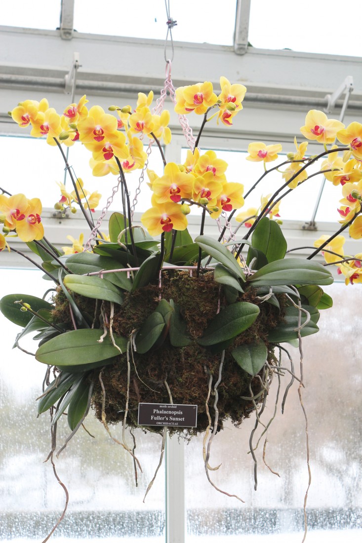 orchid-show-yellow-phalaenopsis-marie-viljoen-gardenista