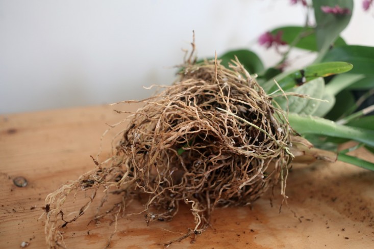 Sophia_Moreno_bunge_gardenista_orchid_DIY_roots