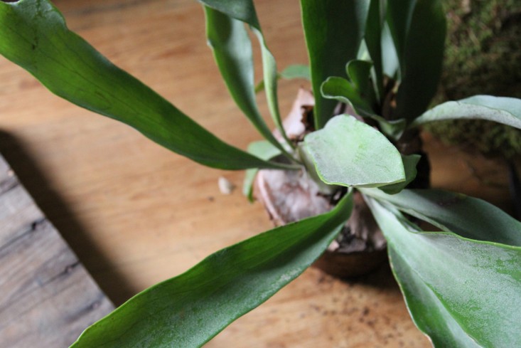 how-to-mount-a-staghorn-fern-17-erin-boyle-gardenista