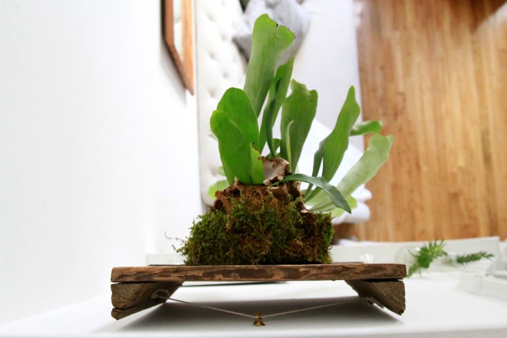 how-to-mount-a-staghorn-fern-2-erin-boyle-gardenista