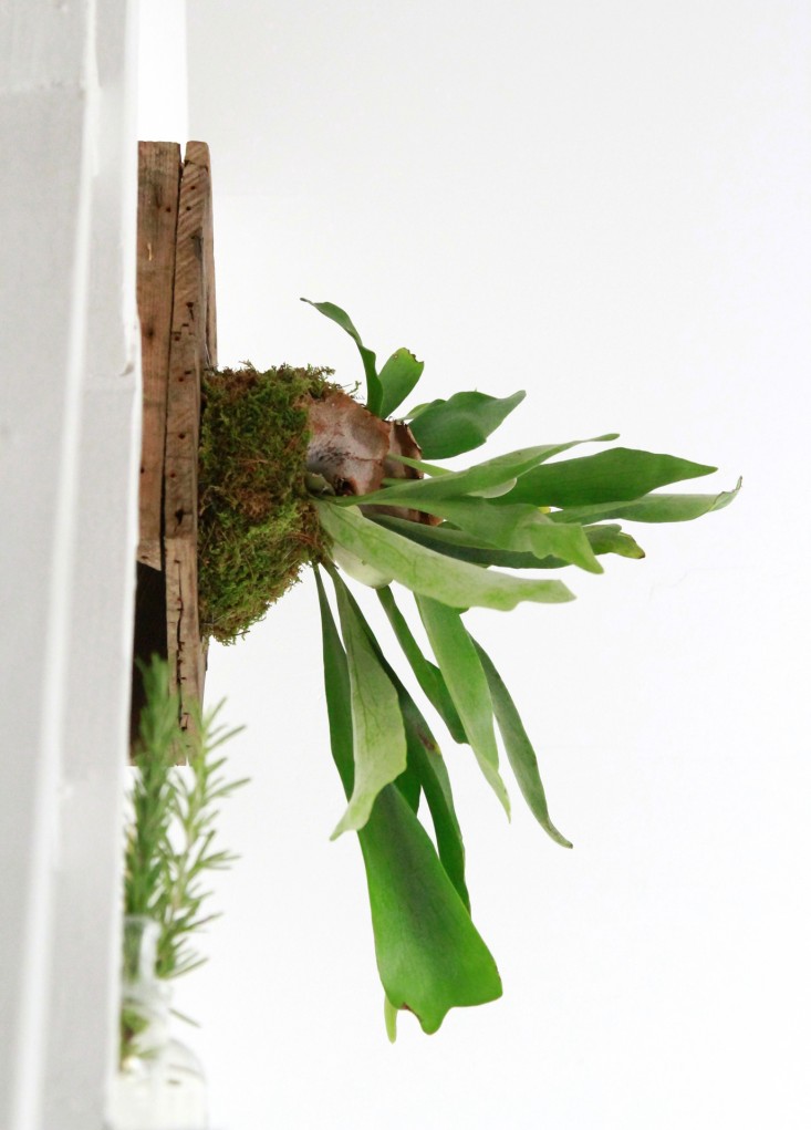 how-to-mount-a-staghorn-fern-3-erin-boyle-gardenista