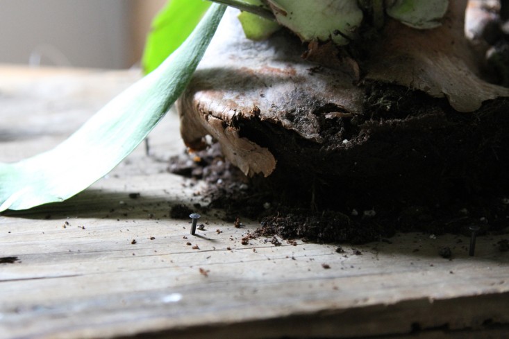 how-to-mount-a-staghorn-fern-12-erin-boyle-gardenista