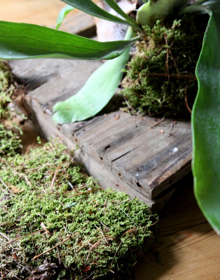 how-to-mount-a-staghorn-fern-10-erin-boyle-gardenista