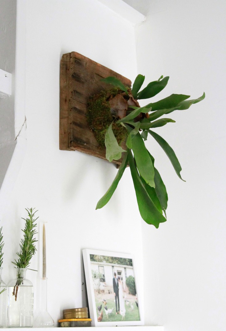 how-to-mount-a-staghorn-fern-1-erin-boyle-gardenista