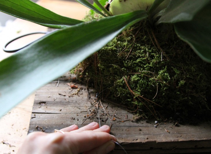 how-to-mount-a-staghorn-fern-6-erin-boyle-gardenista