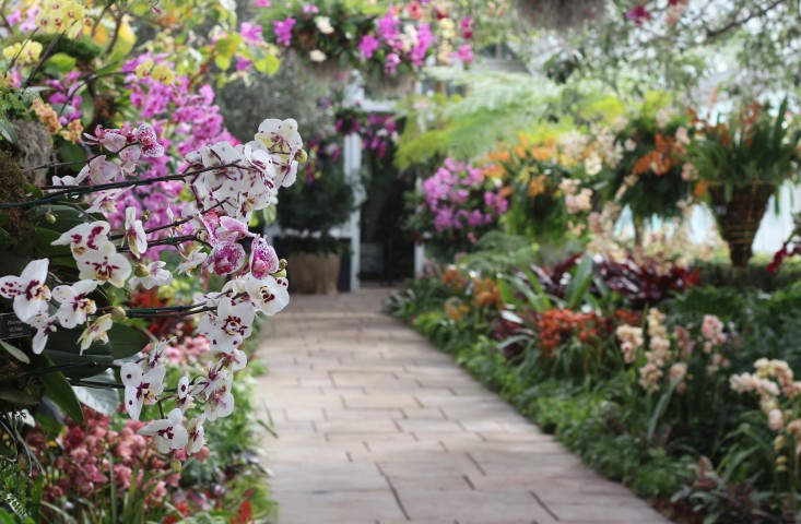 orchid-show-archid-avenue-marie-viljoen-gardenista