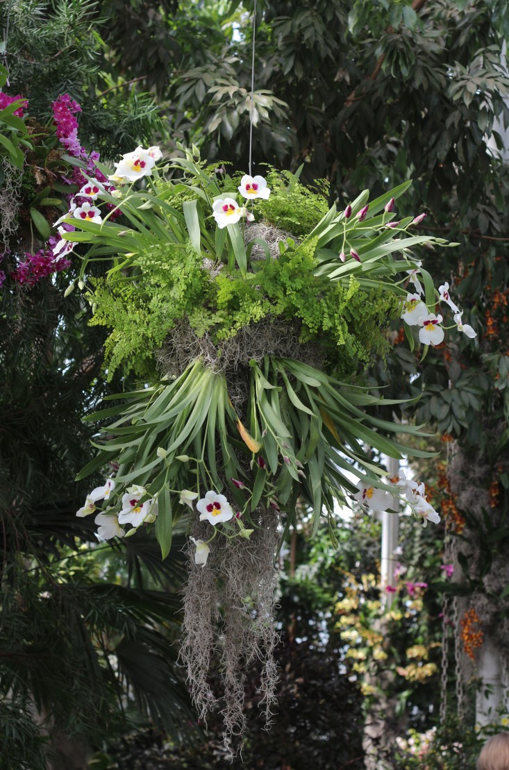 orchid-show-orchidchandelier-marie-viljoen-gardenista-1