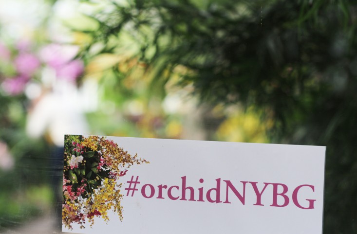 orchid-show-hashtag-marie-viljoen-gardenista