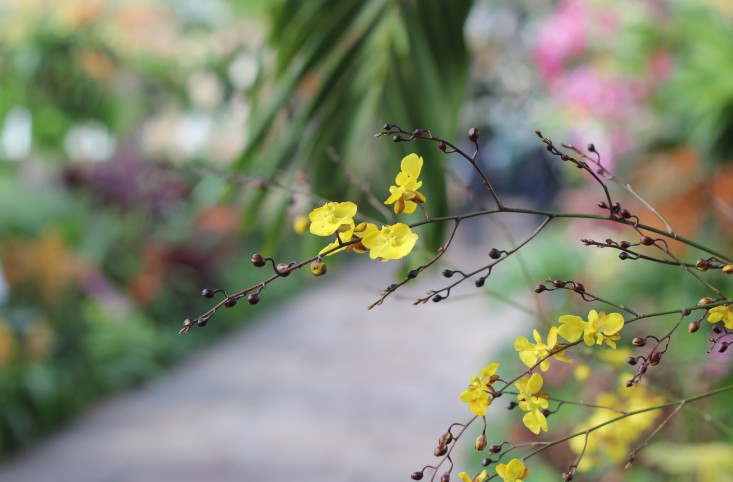 orchid-show-oncidium_dancingladies-marie-viljoen-gardenista