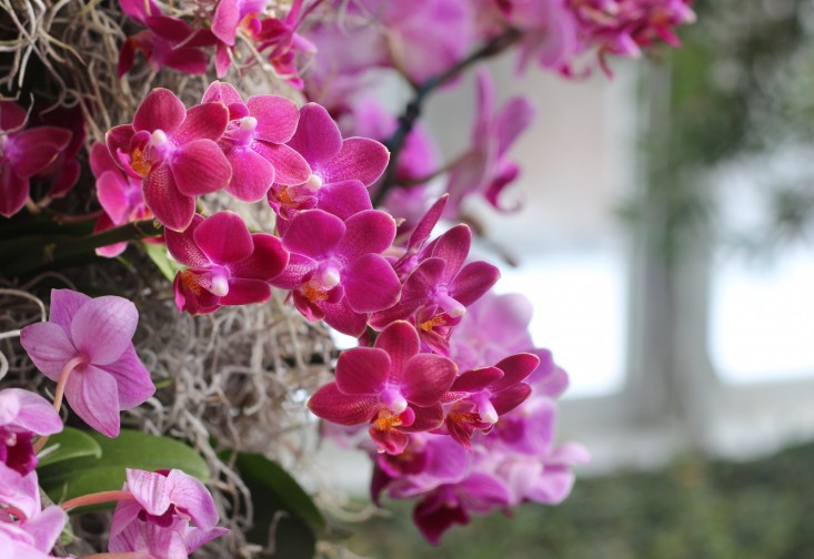 orchid-show-phalaenopsis-pink-marie-viljoen-gardenista