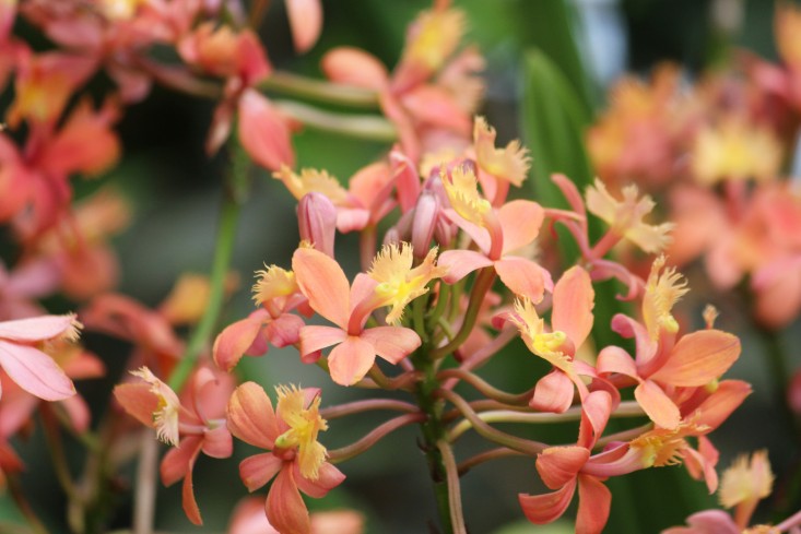 orchid-show-Epidendrum-marie-viljoen-gardenista
