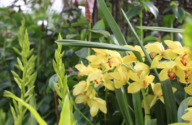 orchid-show-cymbidium-marie-viljoen-gardenista