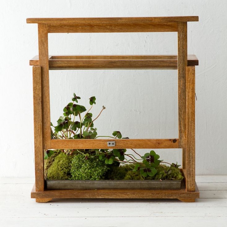 wardian-case-terrarium-tegardenista