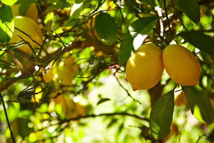 linda-tom-kubik-lemons-gardenista