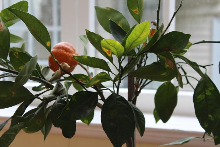 700_indoor-citrus-tree-closeup