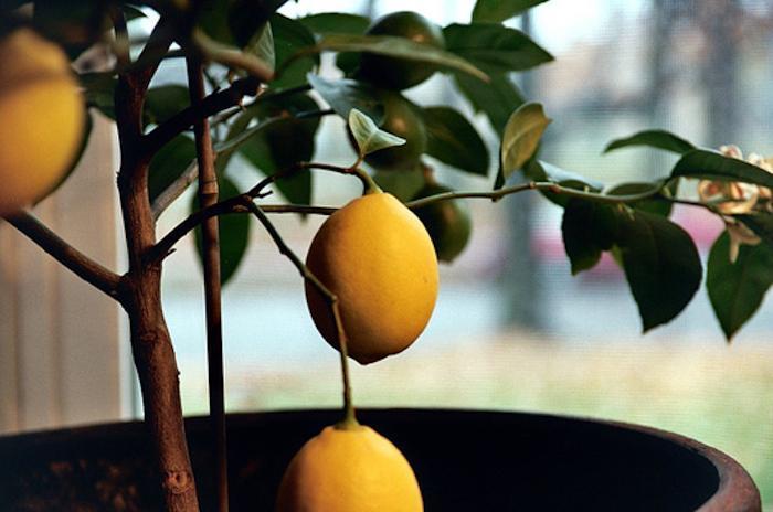 700_700-meyer-lemon-indoors-closeup-of-fruit-jpeg