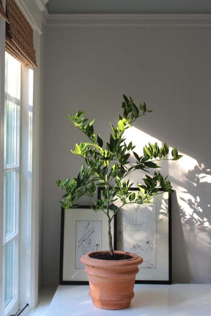 citrus tree thursday 2