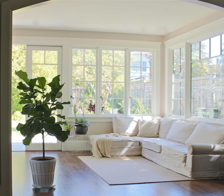 fiddle leaf fig family room