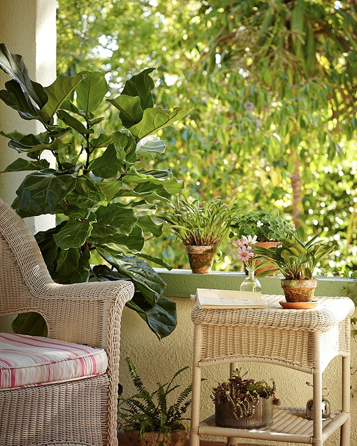 fiddle-leaf-fig-michelle-porch-gardenista