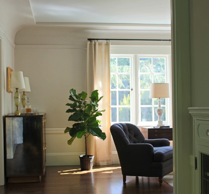 fiddle leaf fig tree sunny living room