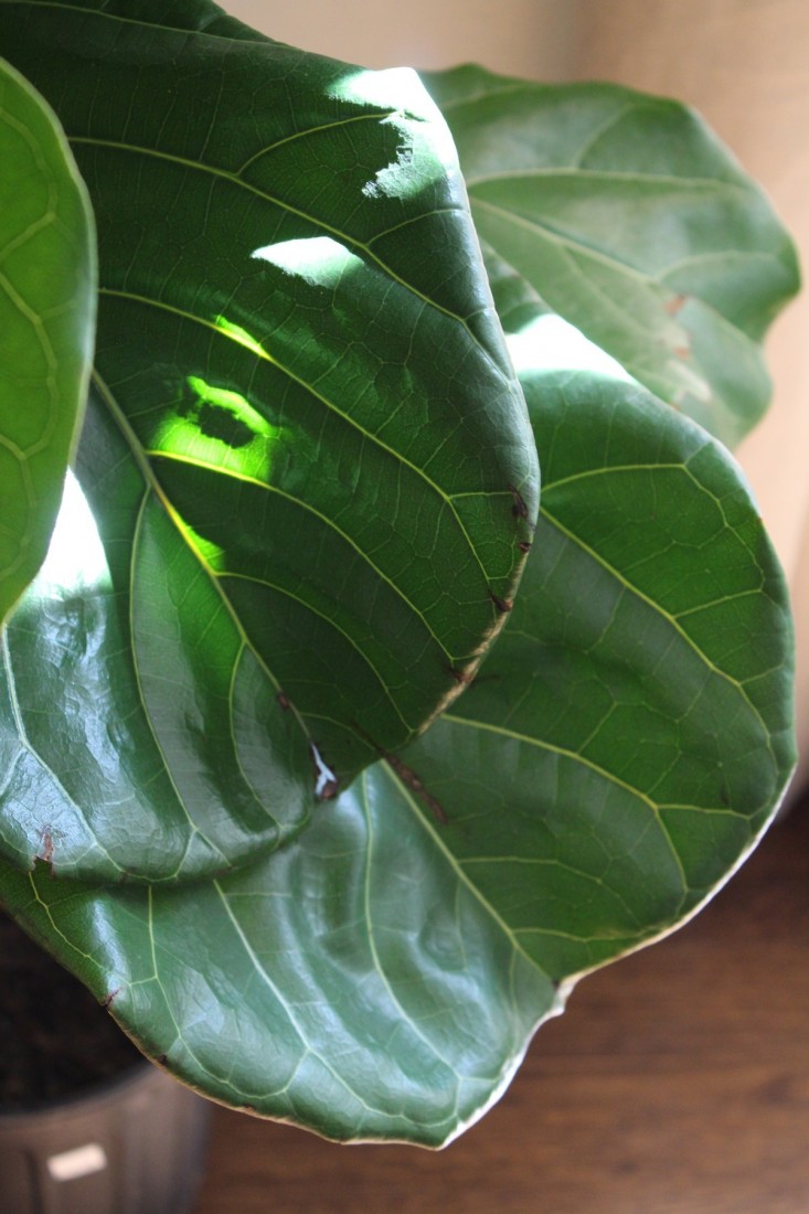 fiddle leaf fig leaf closeup
