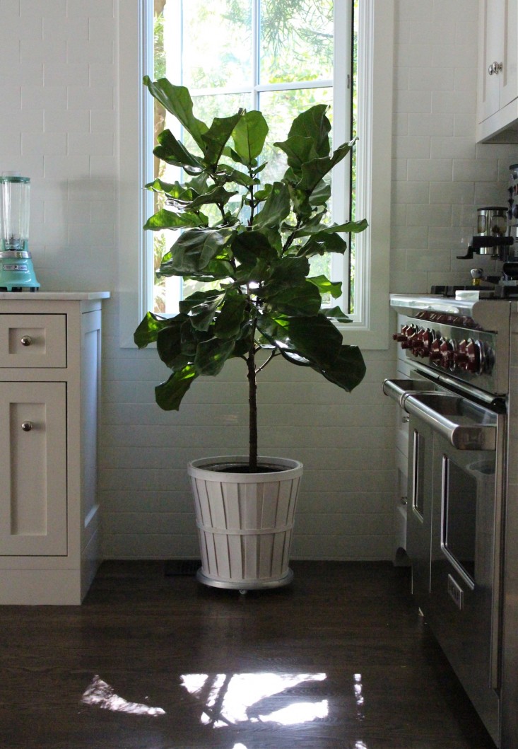 fiddle leaf fig kitchen 1