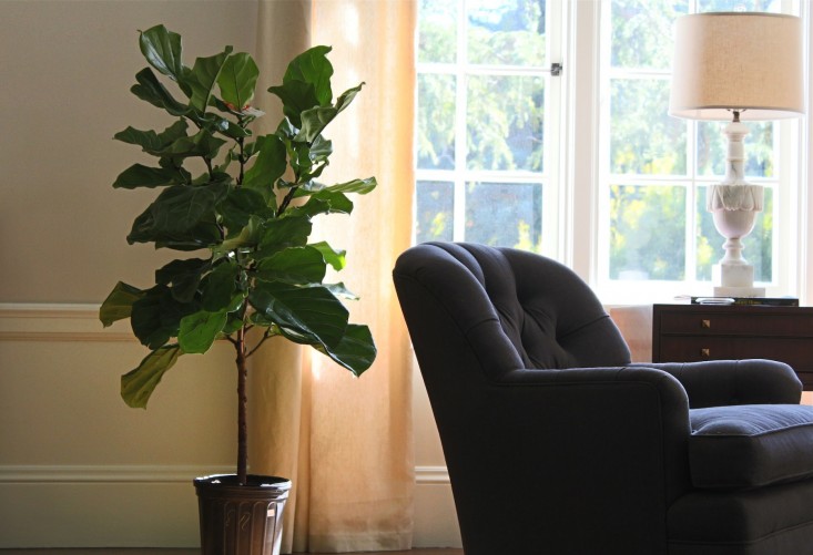 fiddle leaf fig sunny window 2