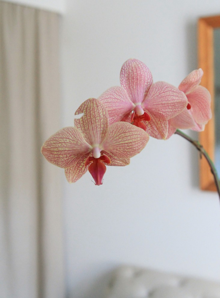 6-orchidcare-erinboyle-gardenista
