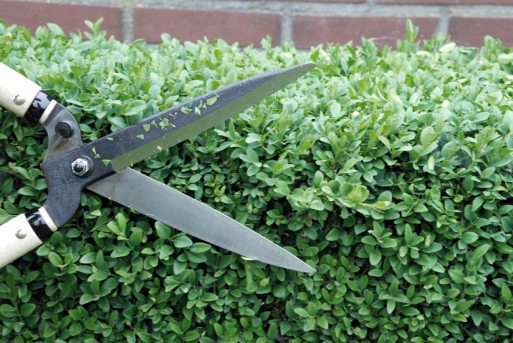 hedge-shears-boxwood-gardenista