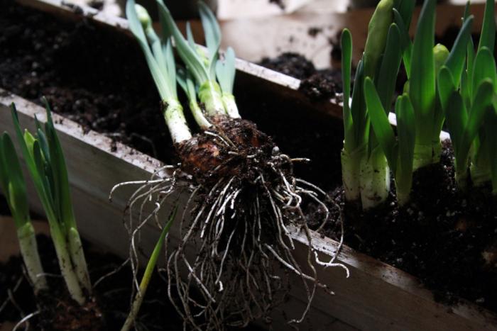 700_daffodil-bulb-ready-for-repotting