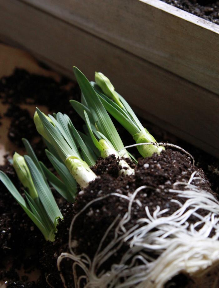 700_daffodils-and-roots