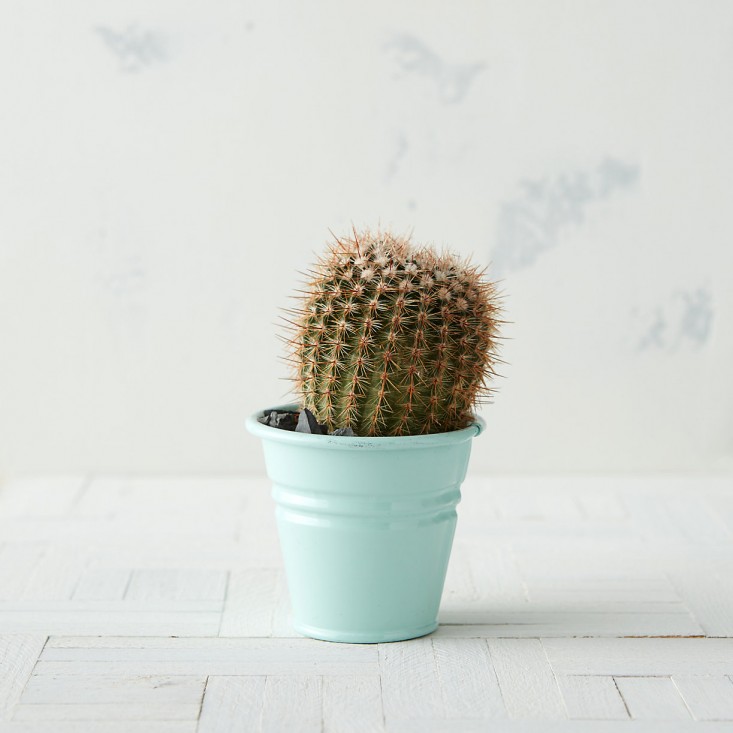 pale-blue-mini-bucket-pot-gardenista