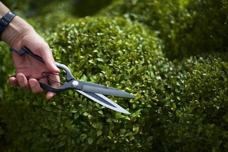 niwaki-wakasaya-topiary-clippers-gardenista