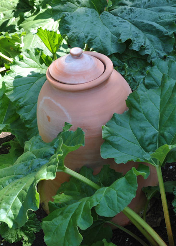 terra-cotta-rhubarb-forcer-rhs-gardenista