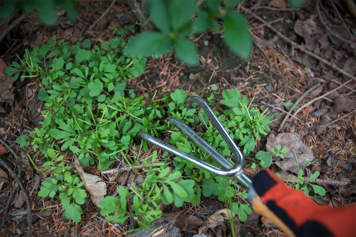 Gardenista, A Weeders Arseanl, claw tool, by Justine Hand