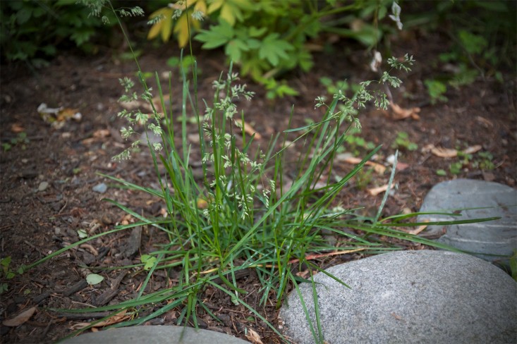 Gardenista, A Weeders Arsenal, clump of grass, by Justine Hand.