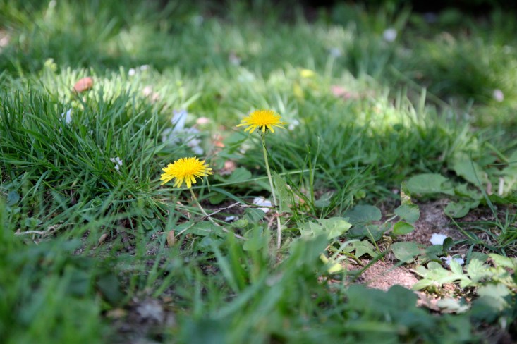 Gardenista, Out of the Weeds, Homemade weed killer